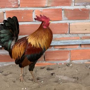 Bán gà Mỹ giá rẻ