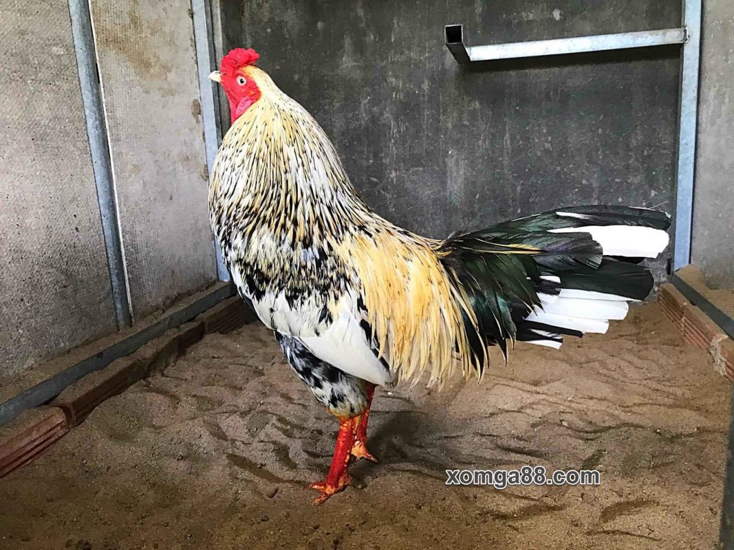 Gà Bướm Asil Mỹ