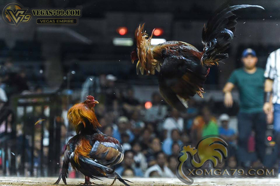 Hoạt động đá gà tại Philippines