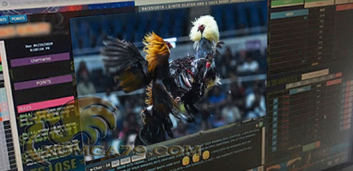 Địa chỉ xem video đá gà chất lượng