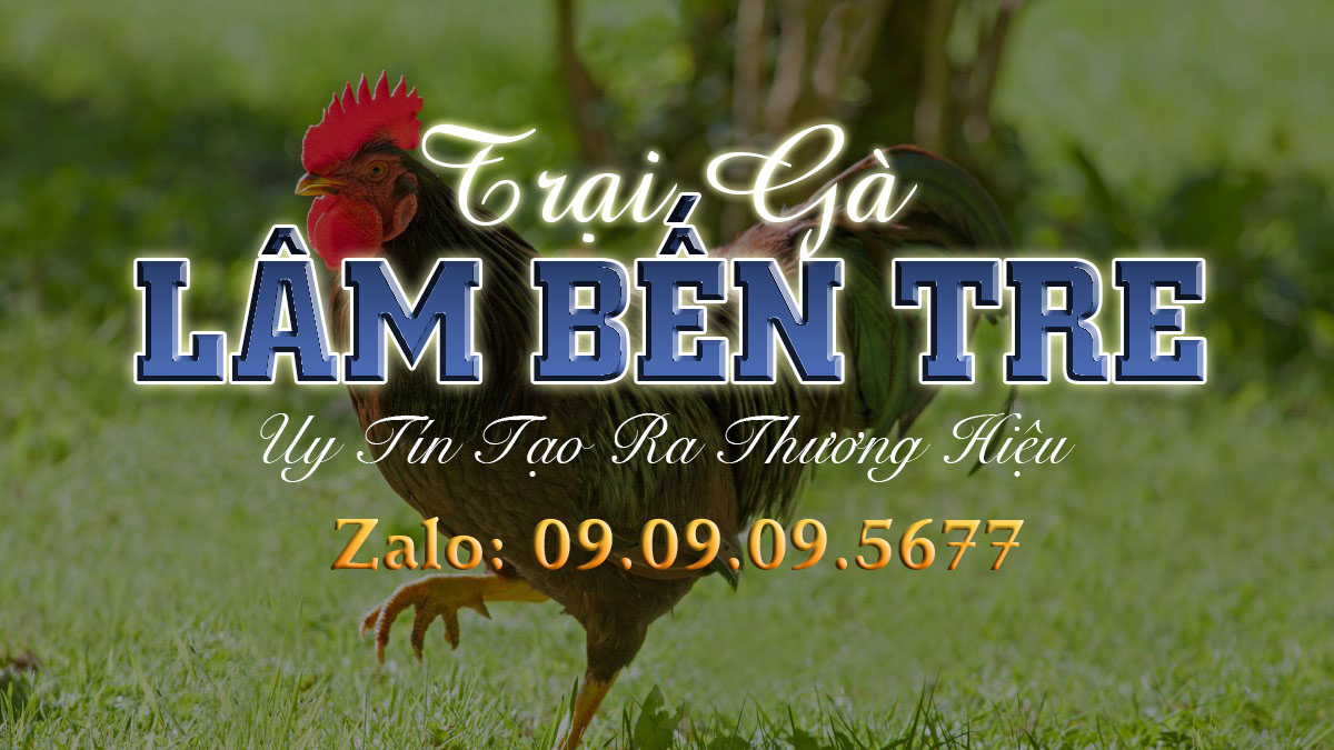 trại gà lâm bến tre