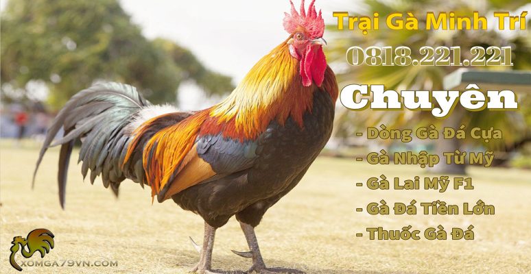 trại gà minh trí gò vấp